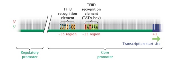 Eukaryotic promoter