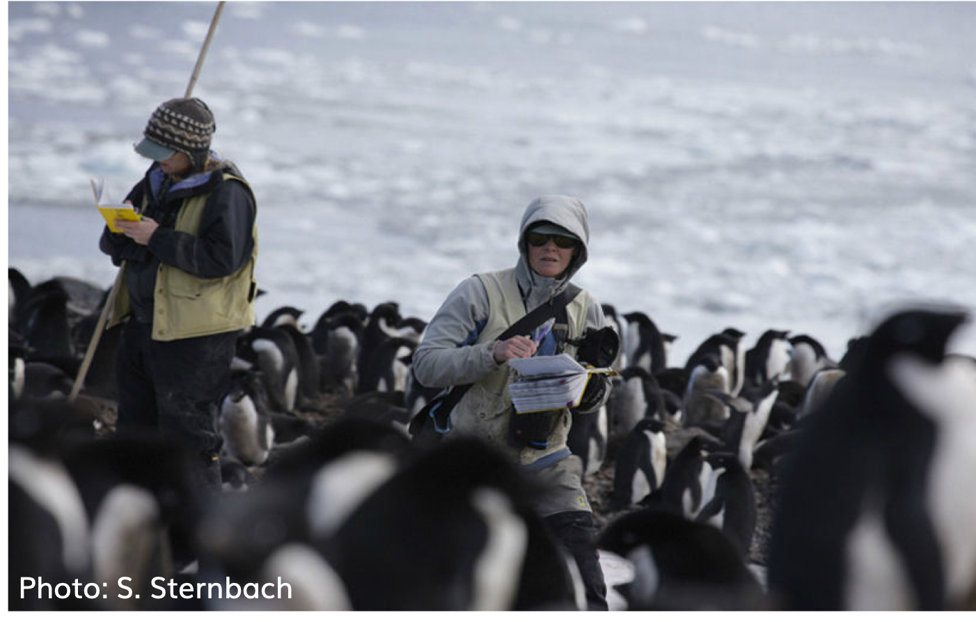 Dr. Kristen Gorman in the field, surrounded by penguins, at islands near Palmer Archipelago, Antarctica